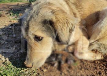 Εξοργιστικό – Θεσσαλονίκη: Εισέβαλαν σε σπίτι και ξυλοκόπησαν τον …σκύλο!
