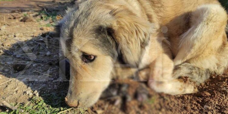 Εξοργιστικό – Θεσσαλονίκη: Εισέβαλαν σε σπίτι και ξυλοκόπησαν τον …σκύλο!