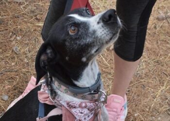 Σκυλάκι πέθανε από τρόμο για τα βεγγαλικά - Δεκάδες εξαφανίσεις ζώων μετά την Ανάσταση