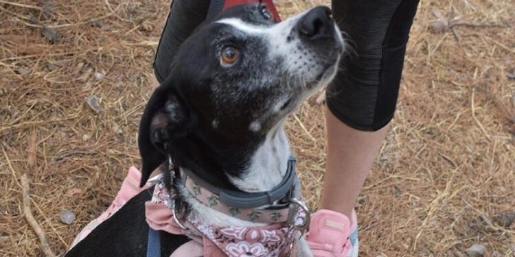 Alldaynews.gr Σκυλάκι πέθανε από τρόμο για τα βεγγαλικά - Δεκάδες εξαφανίσεις ζώων μετά την Ανάσταση