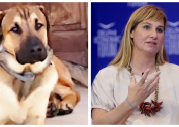 Σε κατάσταση ΣΟΚ η Μπεκατώρου: Αυτοκίνητο παρέσυρε και σκότωσε τον σκύλο της