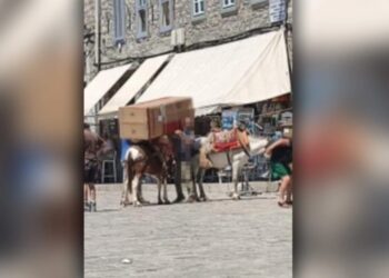 «Δεν ήταν γαϊδούρι, αλλά μουλάρι» το ζώο που το φόρτωσαν ψυγείο, λέει ο δήμαρχος Ύδρας
