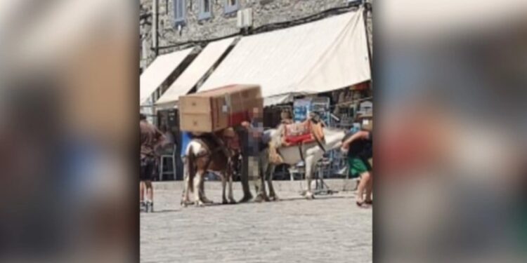 «Δεν ήταν γαϊδούρι, αλλά μουλάρι» το ζώο που το φόρτωσαν ψυγείο, λέει ο δήμαρχος Ύδρας