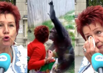 «Είμαστε ζευγάρι 4 χρόνια»: Ζωολογικός κήπος απαγόρευσε σε γυναίκα να βρίσκεται με τον χιμπατζή σύντροφό της