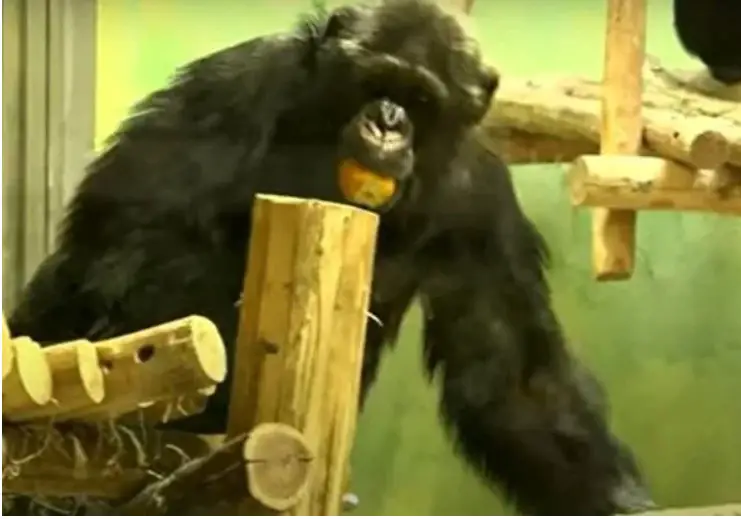 «Είμαστε ζευγάρι 4 χρόνια»: Ζωολογικός κήπος απαγόρευσε σε γυναίκα να βρίσκεται με τον χιμπατζή σύντροφό της