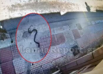 Φίδι κάνει βόλτες στο κέντρο της Λαμίας[video]