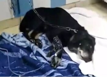 35χρονος έσερνε με το αυτοκίνητο τον γέρικο σκύλο του δεμένο στον προφυλακτήρα-«Ήταν μια άτυχη στιγμή», λέει