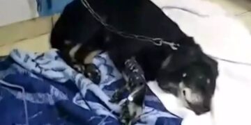 35χρονος έσερνε με το αυτοκίνητο τον γέρικο σκύλο του δεμένο στον προφυλακτήρα-«Ήταν μια άτυχη στιγμή», λέει