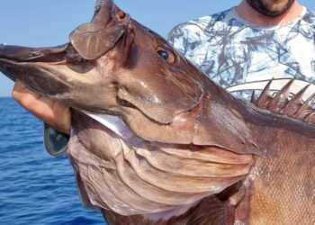 Έβγαλε ψάρι ΤΕΡΑΣ! Απίστευτη ψαριά στην Κίσαμο[video]