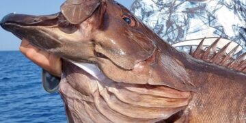 Έβγαλε ψάρι ΤΕΡΑΣ! Απίστευτη ψαριά στην Κίσαμο[video]