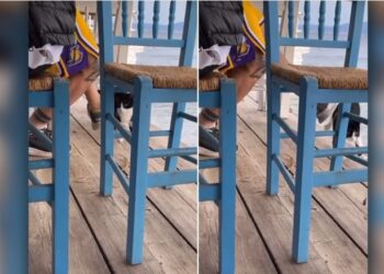 Αιδηψός-Σοκαριστικό βίντεο: Δελέασε με φαγητό γάτα και την κλώτσησε στη θάλασσα και η παρέα του γελούσε