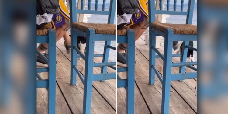 Αιδηψός-Σοκαριστικό βίντεο: Δελέασε με φαγητό γάτα και την κλώτσησε στη θάλασσα και η παρέα του γελούσε