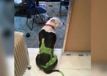 Ο 30χρονος που κλώτσησε τη γάτα είχε βάψει τον σκύλο του