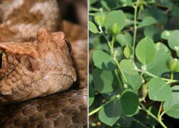 Μάζευε Κάπαρη και την δάγκωσε Οχιά-Κρίσιμες ώρες για την άτυχη 42χρονη[video]