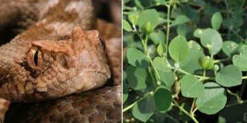 Μάζευε Κάπαρη και την δάγκωσε Οχιά-Κρίσιμες ώρες για την άτυχη 42χρονη[video]