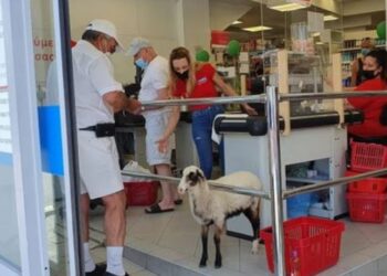 Μήλος: Η Ελπίδα, το πρόβατο που πάει σούπερ μάρκετ, «πίνει» καφέ και έχει γίνει η ατραξιόν του νησιού [video]