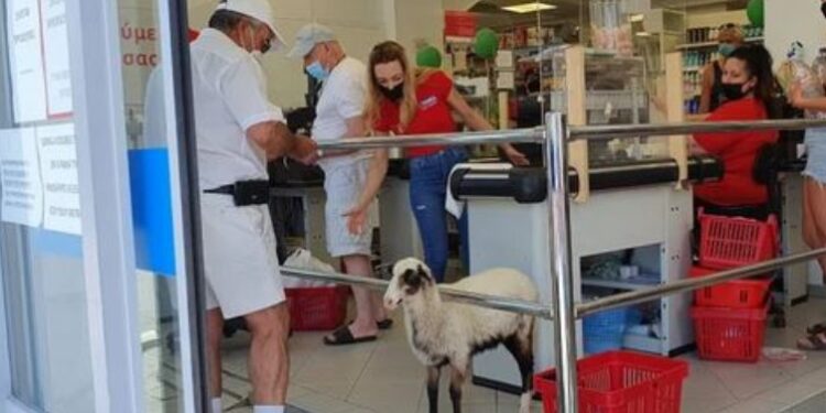 Μήλος: Η Ελπίδα, το πρόβατο που πάει σούπερ μάρκετ, «πίνει» καφέ και έχει γίνει η ατραξιόν του νησιού [video]