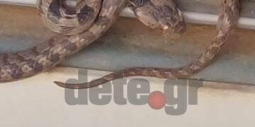 Έπαθε Σοκ ηλεκτρολόγος-Βρήκε οχιά σε κουτί ηλεκτρισμού