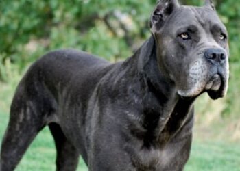 Ασύλληπτη Τραγωδία: Σκύλος Σκότωσε και κατασπάραξε 3χρονο παιδάκι