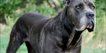 Alldaynews.gr Ασύλληπτη Τραγωδία: Σκύλος Σκότωσε και κατασπάραξε 3χρονο παιδάκι