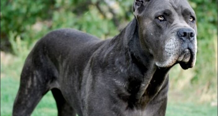 Alldaynews.gr Ασύλληπτη Τραγωδία: Σκύλος Σκότωσε και κατασπάραξε 3χρονο παιδάκι