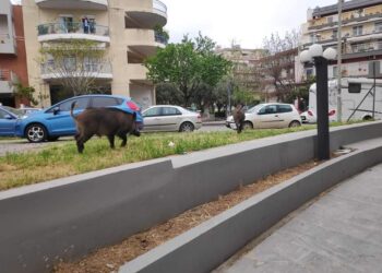 Alldaynews.gr Θεσσαλονίκη: Αγριογούρουνα έκαναν… βόλτα στην Καλαμαριά (video)