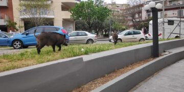 Θεσσαλονίκη: Αγριογούρουνα έκαναν… βόλτα στην Καλαμαριά (video)
