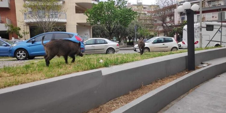 Θεσσαλονίκη: Αγριογούρουνα έκαναν… βόλτα στην Καλαμαριά (video)