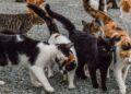 cats γάτες γατάκια gatakia