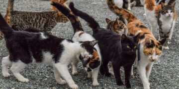 cats γάτες γατάκια gatakia