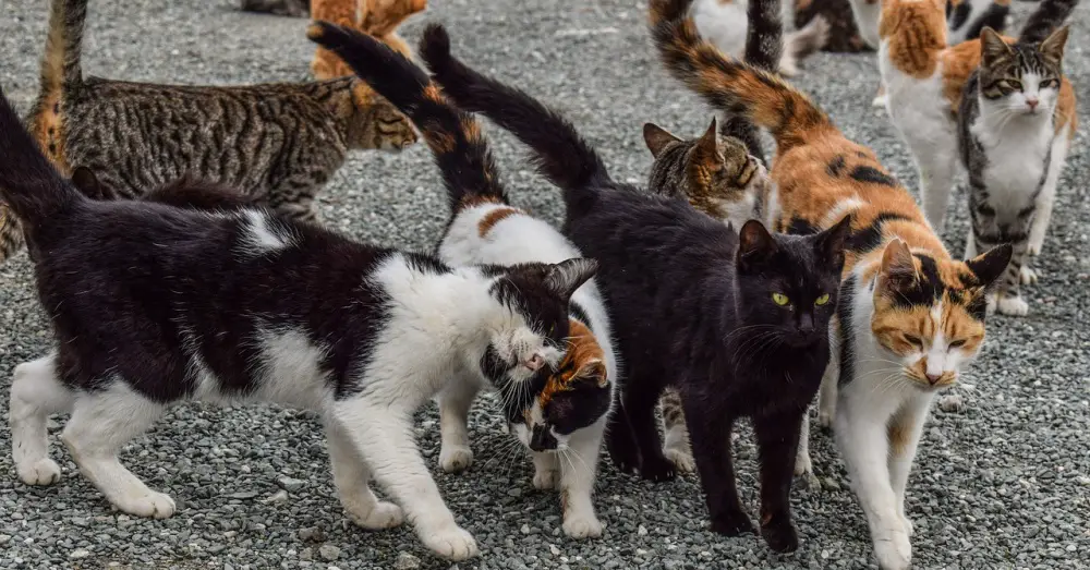 cats γάτες γατάκια gatakia