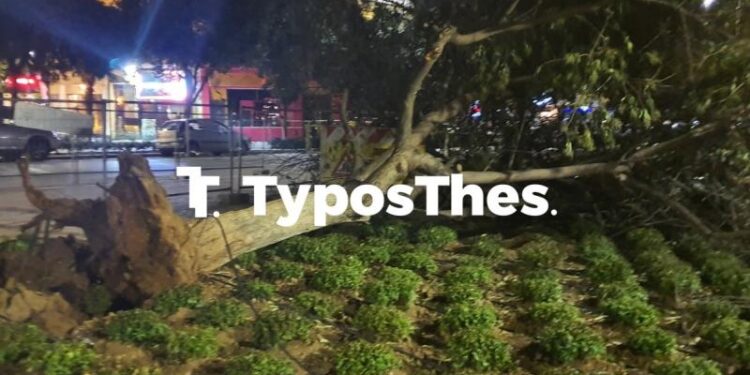 Alldaynews.gr Θεσσαλονίκη: Ισχυροί άνεμοι «σαρώνουν» την πόλη – Πτώσεις δέντρων, ζημιές σε ΙΧ