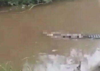 H σοκαριστική στιγμή που ένας κροκόδειλος σέρνει μισοφαγωμένο ψαρά (vid)