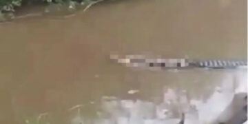 Alldaynews.gr H σοκαριστική στιγμή που ένας κροκόδειλος σέρνει μισοφαγωμένο ψαρά (vid)