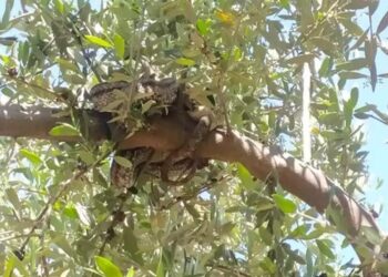 Τα χρειάστηκε αγρότης στα Φιλιατρά: Είδε φίδια 3 μέτρων πάνω από το… κεφάλι του