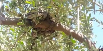 Alldaynews.gr Τα χρειάστηκε αγρότης στα Φιλιατρά: Είδε φίδια 3 μέτρων πάνω από το… κεφάλι του