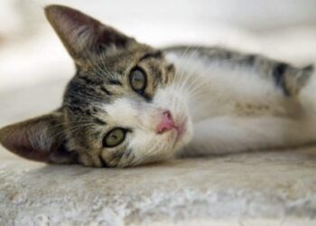 Alldaynews.gr Αποφυλακίζεται ο νεαρός που έσφαξε γάτα επειδή όπως είπε ήθελε να την φάει – Έντονες οι αντιδράσεις