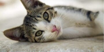 Αποφυλακίζεται ο νεαρός που έσφαξε γάτα επειδή όπως είπε ήθελε να την φάει – Έντονες οι αντιδράσεις