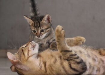 Φρίκη σε σχολείο: Σκότωσαν και κρέμασαν γατάκια… Έγραψαν με το αίμα τους σε τοίχους