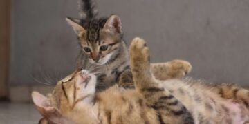 Alldaynews.gr Φρίκη σε σχολείο: Σκότωσαν και κρέμασαν γατάκια… Έγραψαν με το αίμα τους σε τοίχους