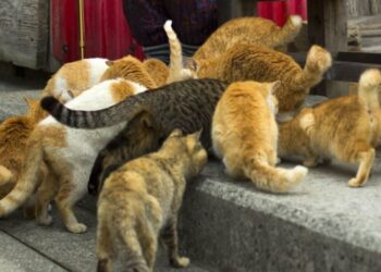 Φρίκη στη Μαγνησία: Φαγωμένος απο γάτες βρέθηκε 72χρονος άντρας