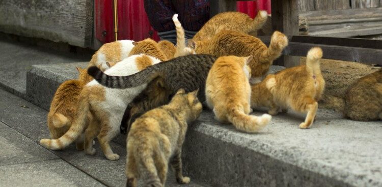 Alldaynews.gr Φρίκη στη Μαγνησία: Φαγωμένος απο γάτες βρέθηκε 72χρονος άντρας