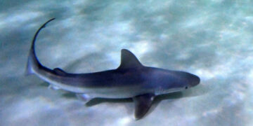 Γαλάζιος καρχαρίας έκανε την εμφάνισή του στον Μύτικα – Δείτε video