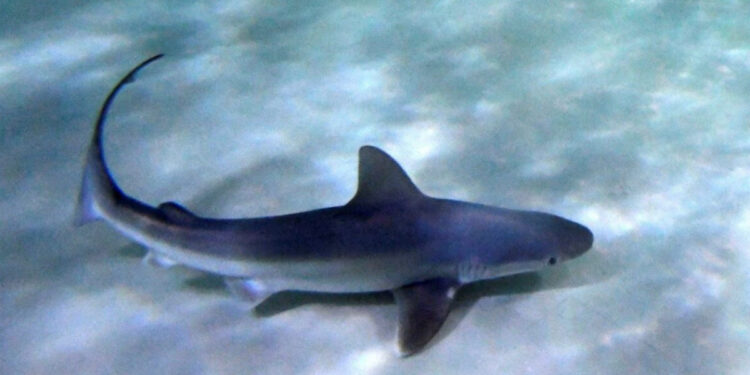 Γαλάζιος καρχαρίας έκανε την εμφάνισή του στον Μύτικα – Δείτε video