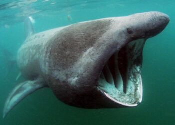 Ούτε στο ”Όνειρό” τους τέτοια ψαριά-Ανέβασαν καρχαρία Σαπουνά!