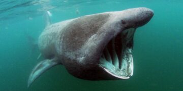 Ούτε στο ”Όνειρό” τους τέτοια ψαριά-Ανέβασαν καρχαρία Σαπουνά!