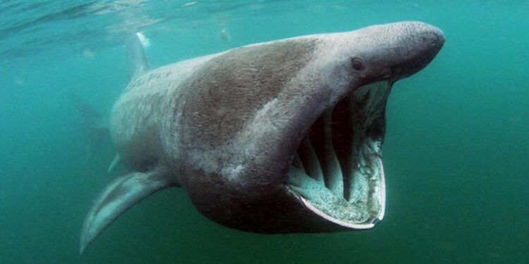 Ούτε στο ”Όνειρό” τους τέτοια ψαριά-Ανέβασαν καρχαρία Σαπουνά!