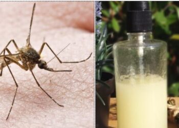 Τέλος τα Κουνούπια-Αυτός είναι ο Εχθρός τους και έρχεται απο τη Φύση