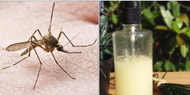 Τέλος τα Κουνούπια-Αυτός είναι ο Εχθρός τους και έρχεται απο τη Φύση