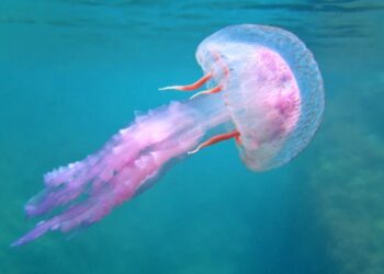 Προσοχή στις Μωβ μέδουσες: Τι κάνουμε αν μας τσιμπήσει-«Πολύ χειρότερο το πρόβλημα φέτος» στην Ελλάδα
